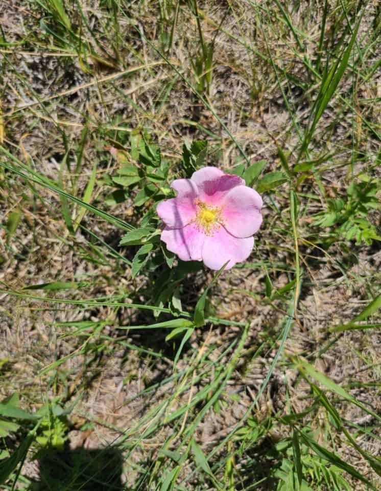 Wild prairie rose along the side of the road in eastern alb