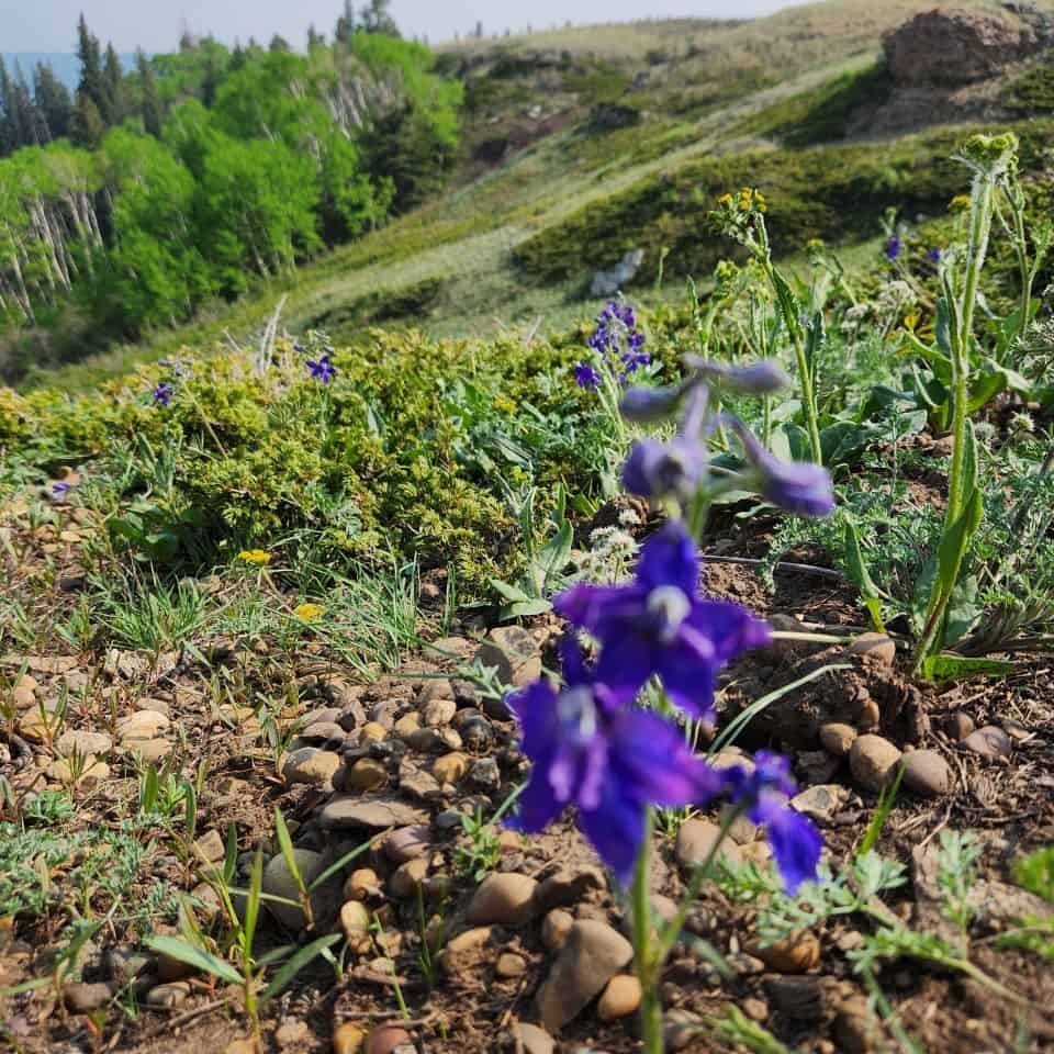 Wildflowers grow along the side of the cliffs and hills in Cypress Hills Interprovincial Park