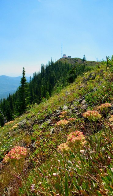 Subalpine ridge with fire lookout in distance in Southern Alberta