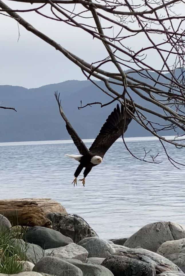 Bald Eagle was taking flight from its perch on some drift wood on shore.