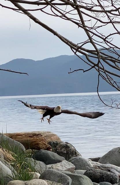 Bald Eagle just after taking off as it heads out over the Salish Sea to look for its next meal.