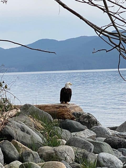 Bald Eagle perched on some drift wood looking out at the ocean.