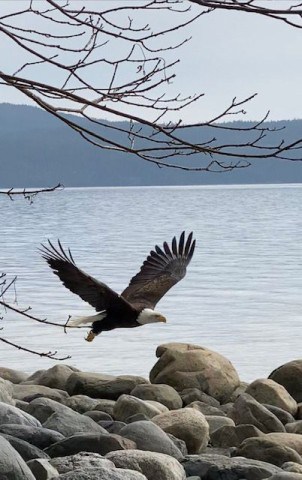 Bald Eagle in flight while birdwatching on the Sunshine Coast in British Columbia Canada.