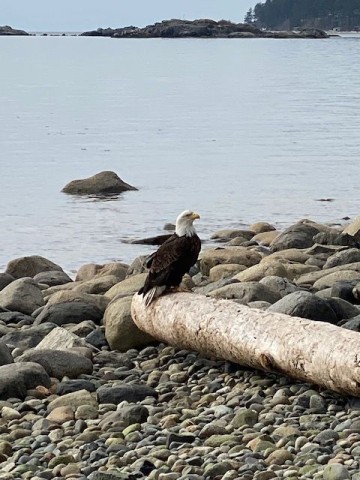 The Majestic Bald Eagle of British Columbia perched and waiting for its next prey in Canada.