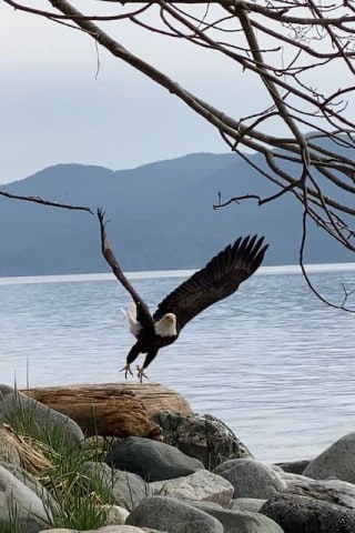 Taking off from its perch, this Bald Eagle on the Sunshine Coast treats us birders with a photo moment.