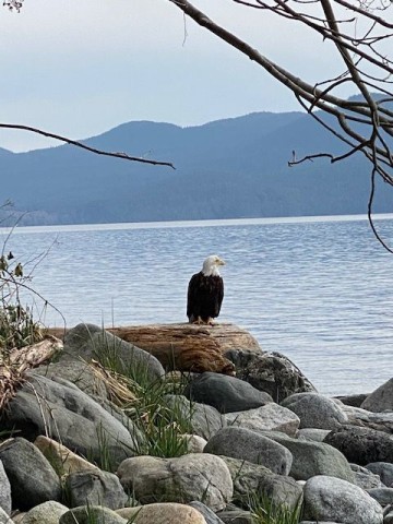 Gazing into the distance is this Bald Eagle while we sneak up from behind to do some birding.