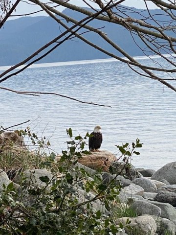 Birding on the Sunshine Coast treats us to private viewings of our coastal Bald Eagle here in BC Canada.