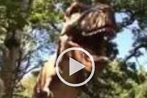 T-Rex Video