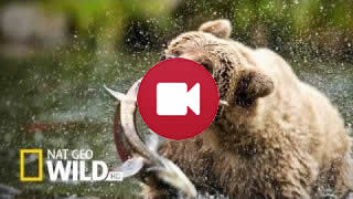 Bear Video