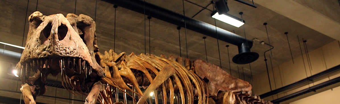 Dinosaur Exhibit in Eastend Museum