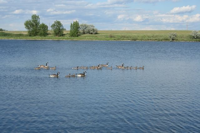 geese20090624_27