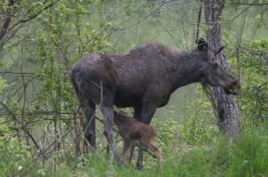 moose-viewing