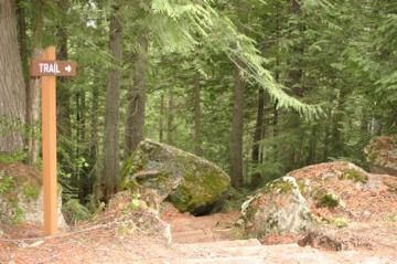 old-growth-trail old-growth-trail