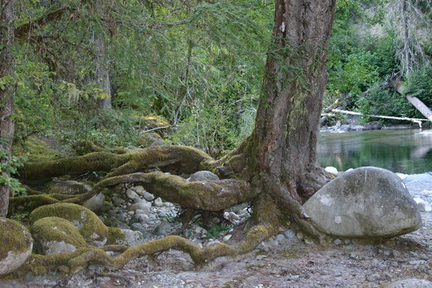 englishman-river-tree