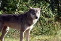 wildlife-encounters-wolf
