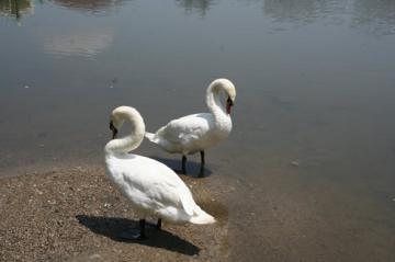 swans