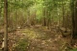 beaver-lodge-forest-lands