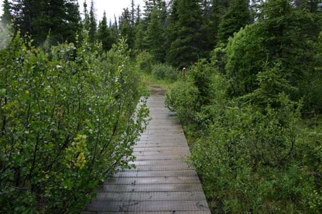 spruce_beetle_trail