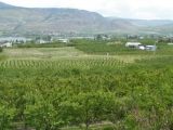 osoyoos_20050513_canal_walkway_-_view_of_orchards