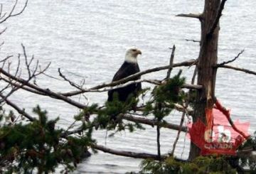 sandy-island-denman