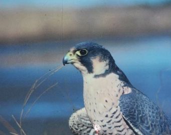 peregrine-falcon-reifel-sanctuary
