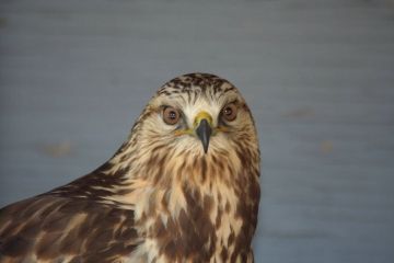 hawk-south-arm-marshes hawk-south-arm-marshes
