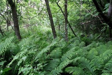 north-delta-watershed-park