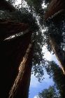 redwood-park-220