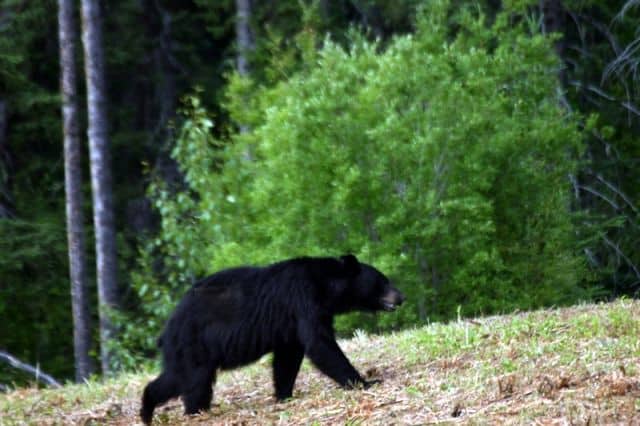 alaska-black-bear08