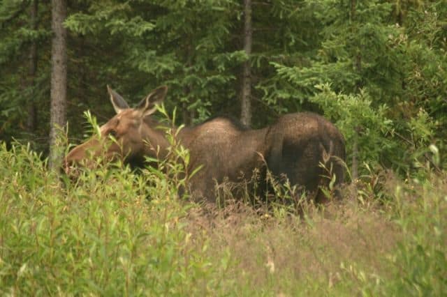 alaska-moose-northern-mountain-park003