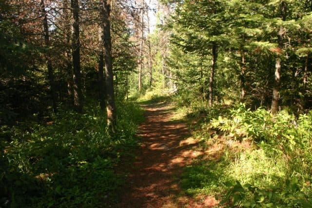 forests-for-the-world-trail