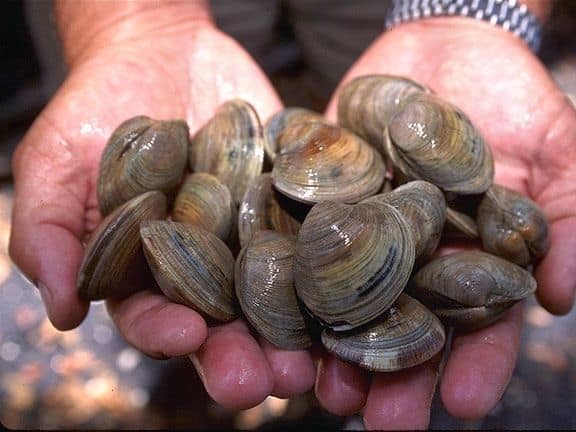 Clam digging on the Pacific Coast