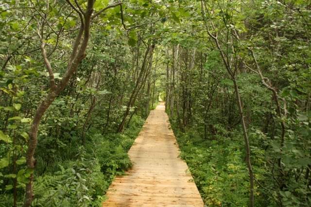 trail-boardwalk-warbler-trail-forest20100809_31