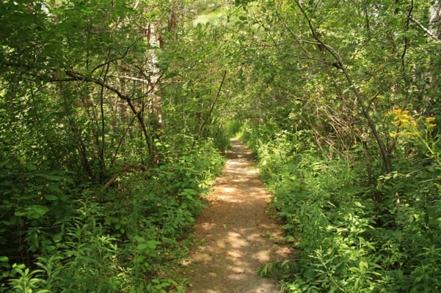 forest-trail20100816_83