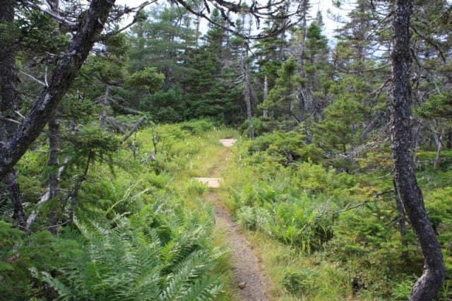 boreal-forest-trail-green-gardens-trail