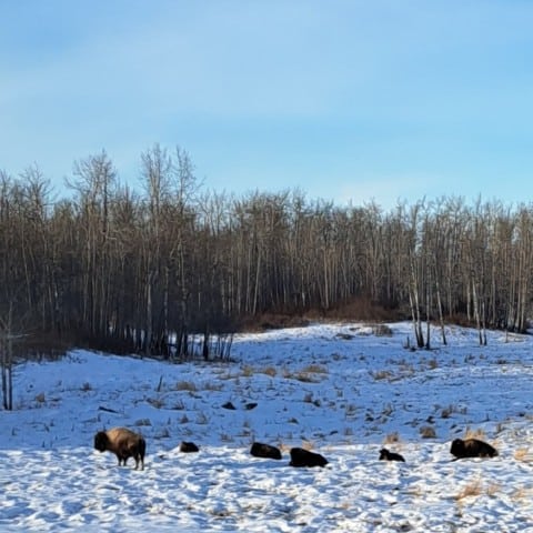 bison-at-elk-island-national-park