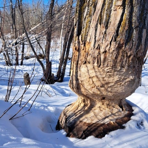 tree-on-beaver-loop-trail