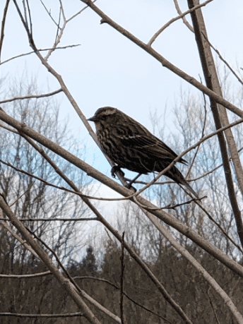 a-female-redwing-blackbird-waiting-for-her-mate-to-stop-singing-and-join-her