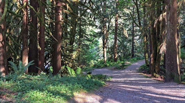 walkling-path-in-golden-ears-provincial-park