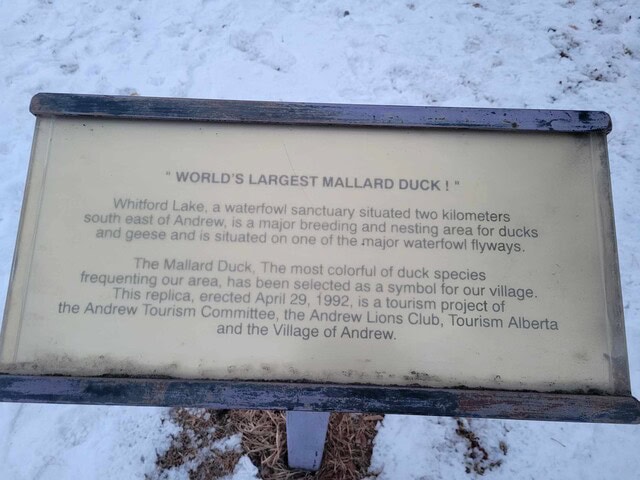 worlds-largest-mallard-duck-information