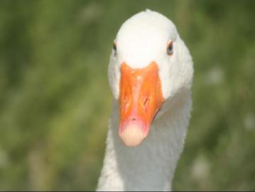 wascana-park-swan
