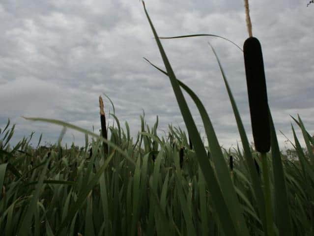 path-cat-tails20090803_47