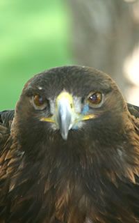 Canada Birdwatching