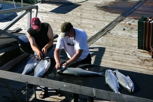 tofino 091