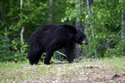 Alaska Highway - Black Bear