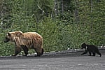 A Grizzly Bear and her cubs crossing the Dempster Hwy