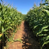 Haunted Corn Trail 2021  - 30.10.2021