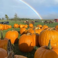 Pumpkinfest at Lester's Farm Market - 16.10.2021
