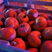 Fall-o-Ween U-Pick Pumpkin Harvest Fest 2022