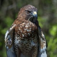 Spring Bird Festival 2024 - Toronto Ontario Canada